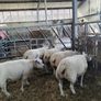 Pure Bred Beltex Ewe Hoggots and Rams Image 2