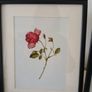 3 Framed Botanical Pages Image 4