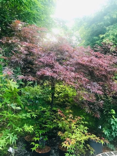 Japanese maples and Native irish Trees & Shrubs