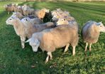 For Sale Pedigree Registered Lleyn Ewe Lambs