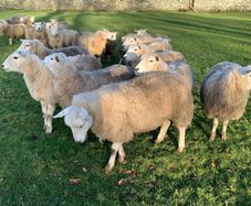 For Sale Pedigree Registered Lleyn Ewe Lambs