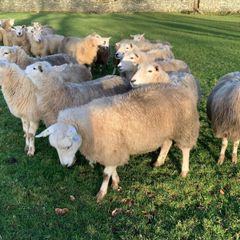 For Sale Pedigree Registered Lleyn Ewe Lambs