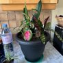 plant Image 3