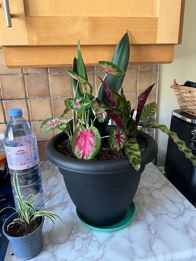 plant