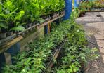 Portuguese laurel hedging 2euro