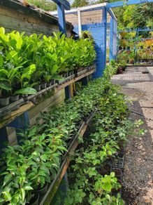 Portuguese laurel hedging 2euro