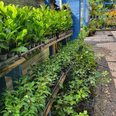 Portuguese laurel hedging 2euro