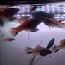 fish Image 5