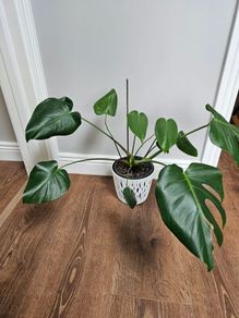 Monstera Deliciosa