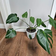 Monstera Deliciosa