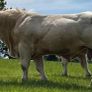 Pedigree Charolais Bulls Image 2