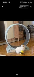 Treadmill For Cats And Small Dog
