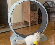 Treadmill For Cats And Small Dog