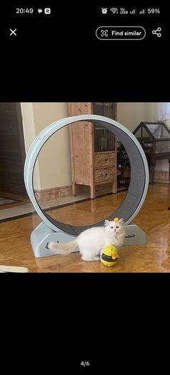 Treadmill For Cats And Small Dog