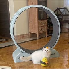 Treadmill For Cats And Small Dog