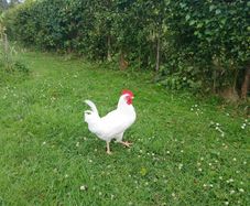 Rooster's x2 (FREE)