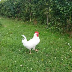 Rooster's x2 (FREE)