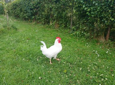 Rooster's x2 (FREE)