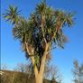 Palm trees (Cordyline Australis) Image 2