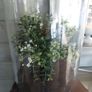 Bell jar and base with faux plant. Image 3