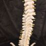 Vintage anatomical human spine Image 4