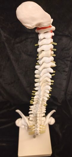 Vintage anatomical human spine