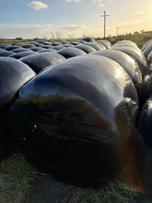 2026 Silage bales
