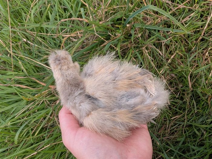 silkie and pekin chicks