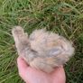 silkie and pekin chicks Image 6