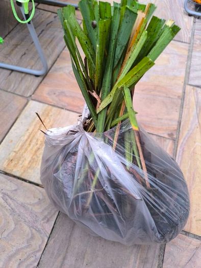 garden plants