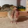 quail Image 5