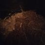 Rabbit Fertiliser Manure For Free! Image 3