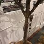 Very large beautiful faux olive tree Image 5
