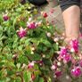 garden plants Image 9