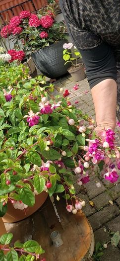 garden plants