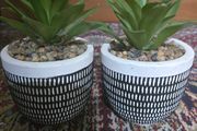Plant decor