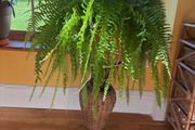 boston fern