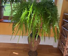 boston fern
