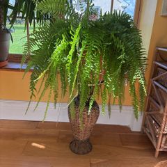 boston fern