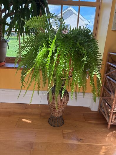 boston fern