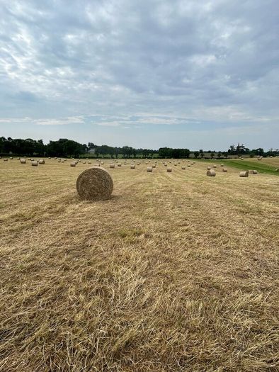 Hay