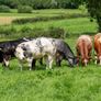 5x Maiden Heifers Image 3