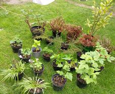 Plants