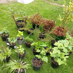 Plants