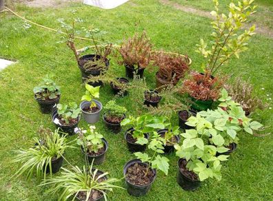 Plants