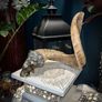 Rams Horn Smokey Quartz Soldered Decoration Taxidermy Ethically Sourced Image 5