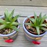Pair of Lace Aloe Plants Image 2
