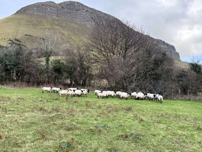 25 Suffolk x Hoggetts for Manorhamilton Thursday