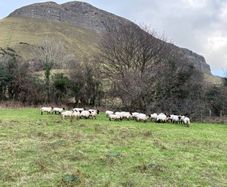 25 Suffolk x Hoggetts for Manorhamilton Thursday