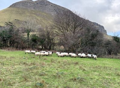 25 Suffolk x Hoggetts for Manorhamilton Thursday